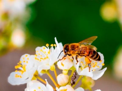 85% das plantas e flores necessitam, em algum momento do seu desenvolvimento, de animais polinizadores - Crédito: Depositphotos