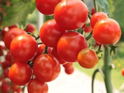 Tomate - Crédito: Shutterstock