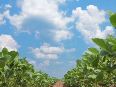 O Azospirillum traz efeitos positivos ao sistema produtivo da soja - Foto: Shutterstock