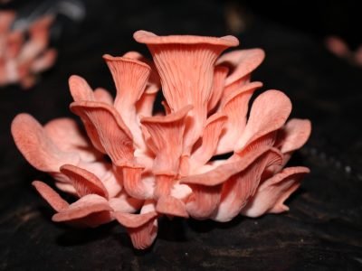 Cogumelos - Crédito: Daniel Gomes