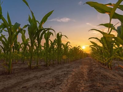 Milho - Fotos: Shutterstock