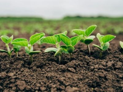 A análise de solo é a principal ferramenta de avaliação da fertilidade do perfil - CréditoShutterstock