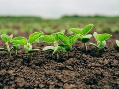 A análise de solo é a principal ferramenta de avaliação da fertilidade do perfil - CréditoShutterstock