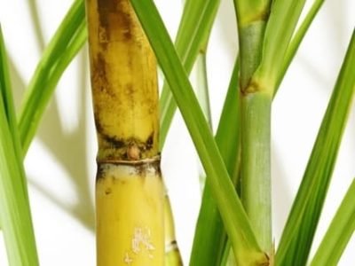 A aplicação de hormônioaumenta o teor de sacarose na cana-de-açúcar - Créditos Shutterstock