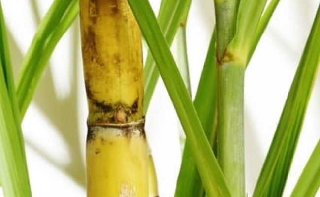 Créditos Shutterstock