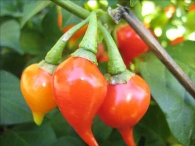 A pimenta voltada para agroindústria rediz perdas pós-colheita - Crédito Raquel Neitzke