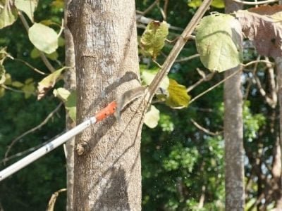 Desrama com uso de serrote - Fotos Daniel Papa