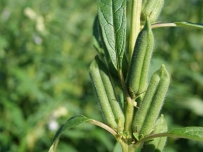 Frutos de gergelim - Crédito Sergio Cobel