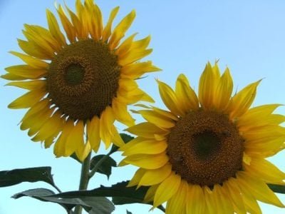 Girassol é uma das opções de safrinha - Crédito Miriam Lins