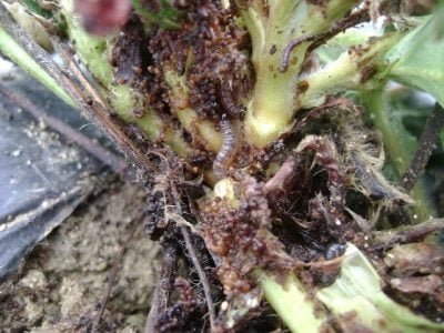 Lagarta da coroa - Créditos José Salazar Júnior