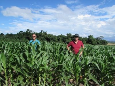 Milho safrinha em São Sebastião da Amoreira (PR) - Fotos Acadian / Arquivo