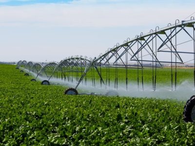 O controle da irrigação garante sustentabilidade - CréditoShutterstock