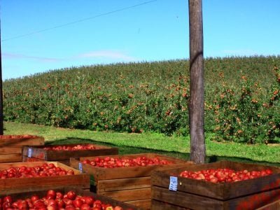Os aminoácidos têm interação com a nutrição das plantas - Crédito Gilmar Gomes