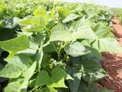 Os preços de feijão alcançaram patamares nunca antes vistos - Crédito Luize Hess