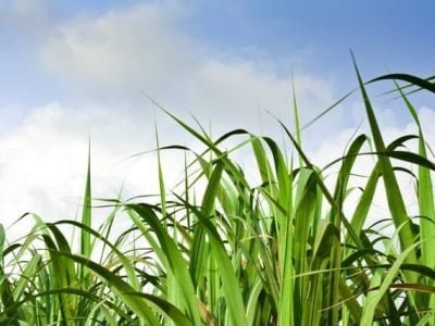 Para avaliar a nutrição da cana-de-açúcar em micronutrientes é necessária a análise foliar - CréditoShutterstock