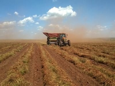 Tem produtores que alcançam produtividade de 6.500 kg por hectare - Fotos Pedro Faria
