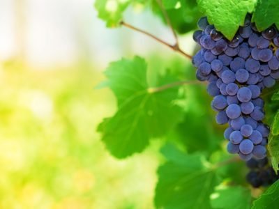 Uva - Crédito: Shutterstock