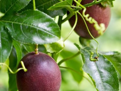 Maracujá - Foto: Shutterstock