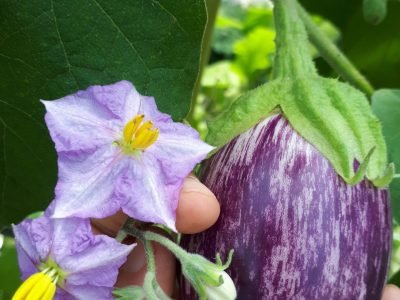 Hortaliça - Crédito: Isla Sementes