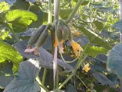 A Quali Vida planta 18.000 pés de pepino, o que gera uma média de 35.000 kg - Crédito Evandro Camatti