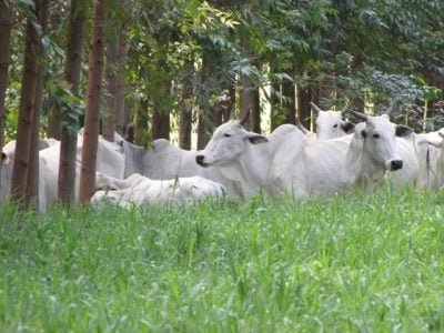 Foto 05 - A pecuária é beneficiada pelo bem-estar animal, promovido pela sombra das árvores - Crédito Sérgio José Alves
