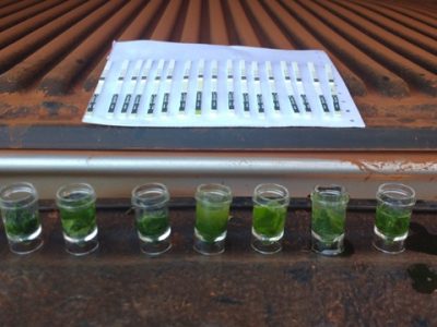 Amostragem de lagartas H. armigera, indicando a presença de Cry1Ac - Crédito Germison Vital Tomquelski