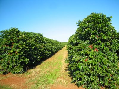 Foto-05-As-lavouras-devem-ser-inspecionadas-constantemente-Crédito-Daniel-Vieira