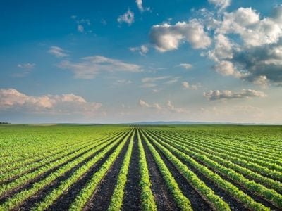 As novidades na calagem devem trazer benefícios em qualidade e produtividade agrícolas - Crédito Shutter