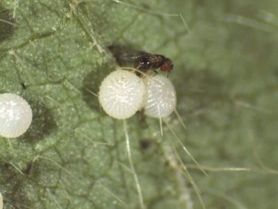Trichogramma, controle biológico utilizado no manejo de lagartas - CréditoKoppert