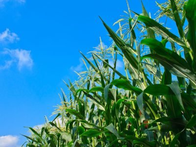 Crédito: Shutterstock