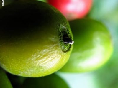 Crédito Miguel Vribe