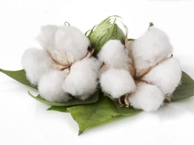 Crédito Shutterstock