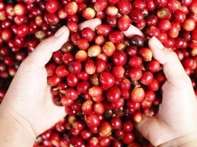 Os produtores de café têm gostado da nova moeda de pagamento - CréditoShutterstock