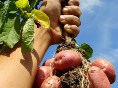 A batata passou por melhoramentos que permitiram sua produção durante todo o ano - Crédito Shutterstock