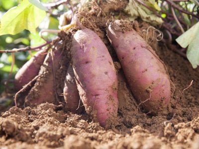 Batata-doce - Foto: Shutterstock