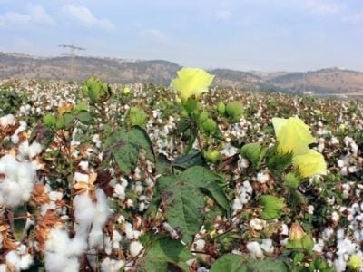 Mato Grosso, maior Estado produtor de algodão   - Crédito Shutterstock