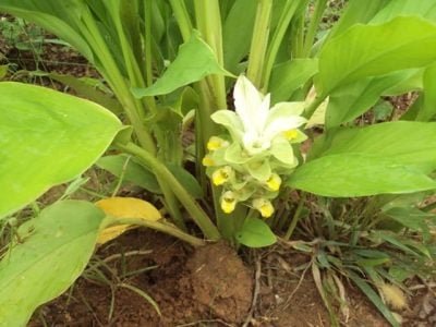 O plantio deve ser realizado em solos livres de contaminações - Crédito Cooperaçafrão