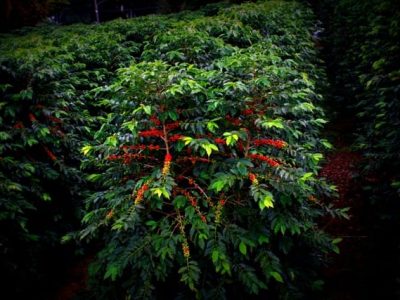 O produtor deve adotar uma série de manejos para conviver com a broca - Crédito Luciana Christante