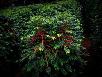 O produtor deve adotar uma série de manejos para conviver com a broca - Crédito Luciana Christante