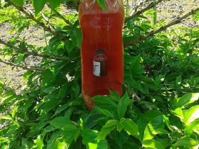 Armadilha de capturar a broca do café