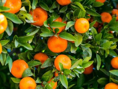 Microrganismos presentes na folha da laranja poderão ser utilizados para degradar inseticidas. Crédito: Pixabay