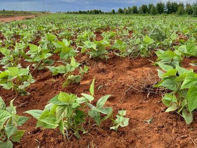 Foto-1---Produtores-familiares-do-Vale-do-Jequitinhonha-iniciam-plantio-de-feijao-milho-batata-doce-biofortificada-e-outras-culturas
