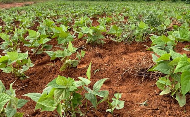 Foto-1---Produtores-familiares-do-Vale-do-Jequitinhonha-iniciam-plantio-de-feijao-milho-batata-doce-biofortificada-e-outras-culturas