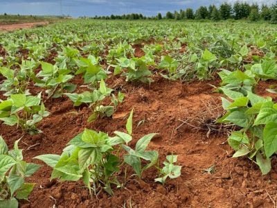 Foto-1---Produtores-familiares-do-Vale-do-Jequitinhonha-iniciam-plantio-de-feijao-milho-batata-doce-biofortificada-e-outras-culturas