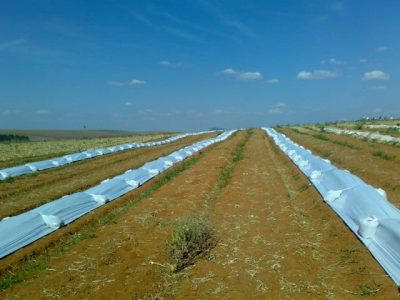 Foto (2) Colocar lado a lado - Créditos Divulgação