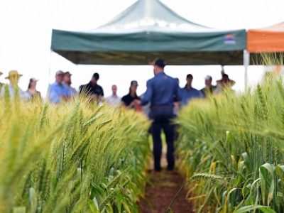 Foto-2-Dias-de-Campo-Mais-Trigo-Foto-Diogo-Zanatta
