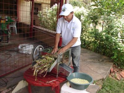 Foto 2 -DominguinhoDebulhadoraFeijãoVerde