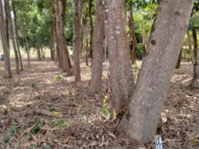 Foto 3 Acacia mangium  - crédito Flávio Pereira da Silva. (Telefone)
