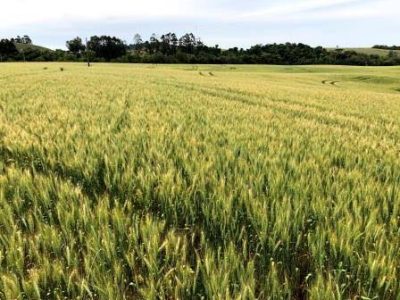 Foto-3-lavoura-de-trigo-Crédito-Biotrigo