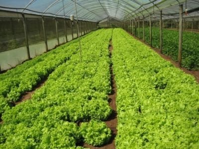e de alface, cultivar Camila, em sucessão, após transplante em linhas, em estufa agrícola - Créditos Luis Felipe Purquerio